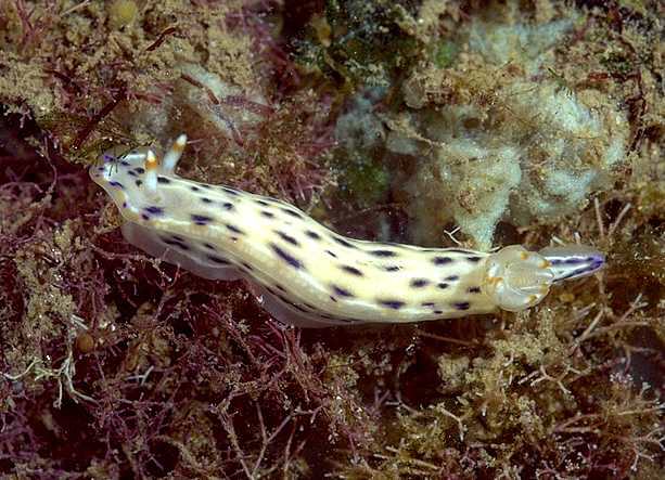 Hypselodoris bertschi